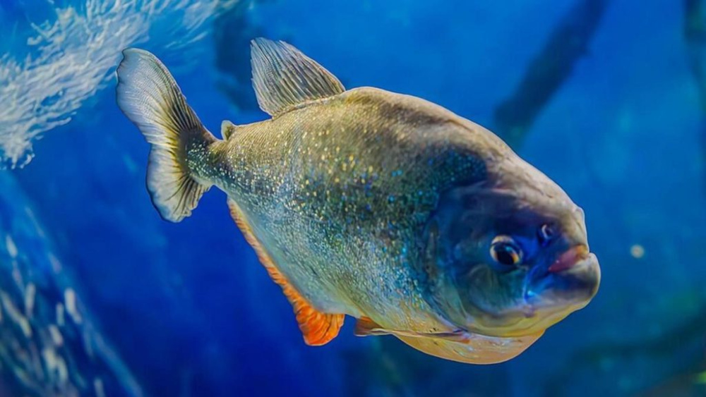 До чого сниться їсти рибу: сиру, смажену, копчену, солону