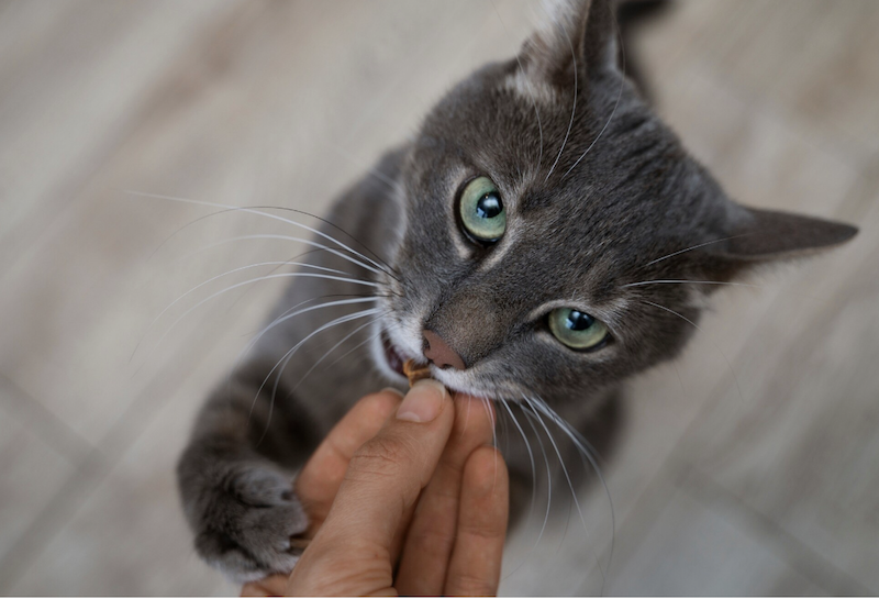 Чи можна котам їсти банан або шкірку від банана